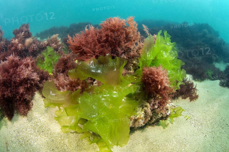Green and red algae