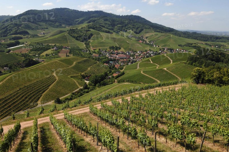 View of Durbach and vineyards from Staufenberg Castle