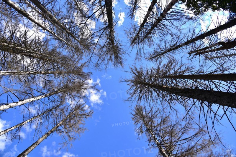 Dead spruces in a mountain forest near Missen