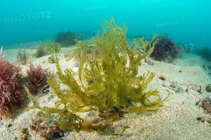Brown and red algae