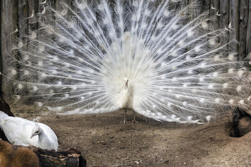 White indian peafowl