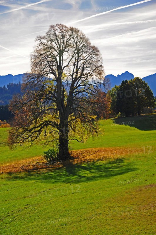Linden
