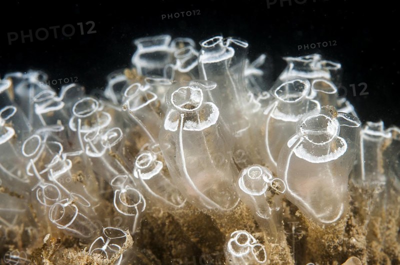 Transparent seasquirt