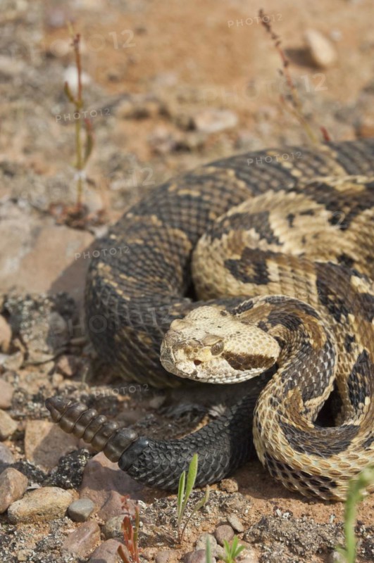 Canebrake