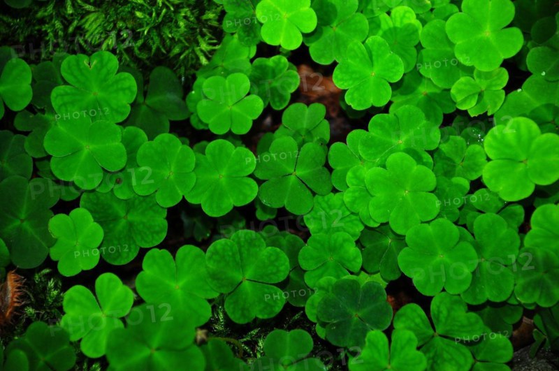Wood sorrel