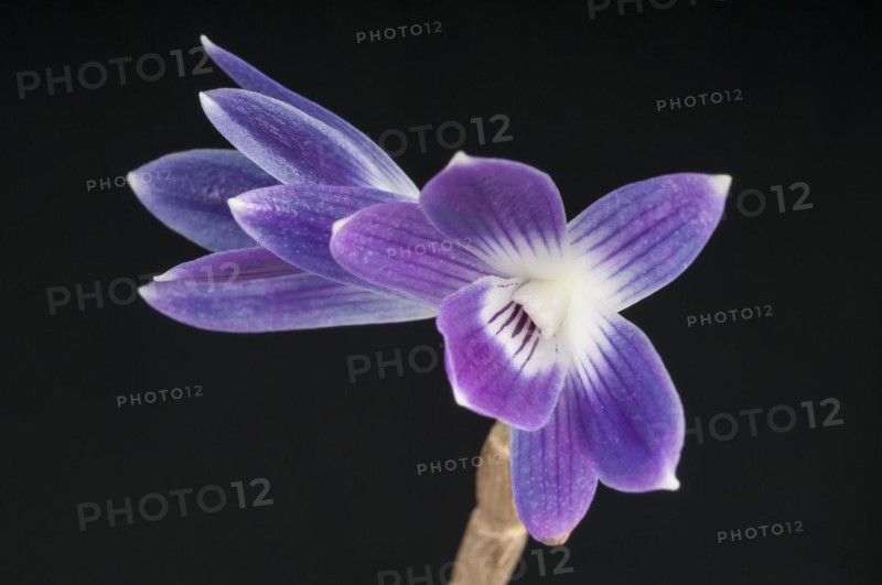 Queen Victorias Dendrobium