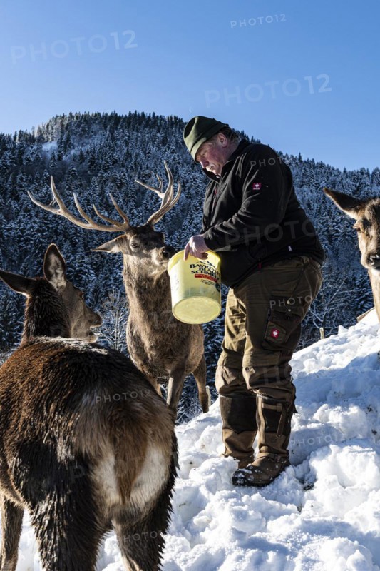 Deer feeding on the Reiseralm