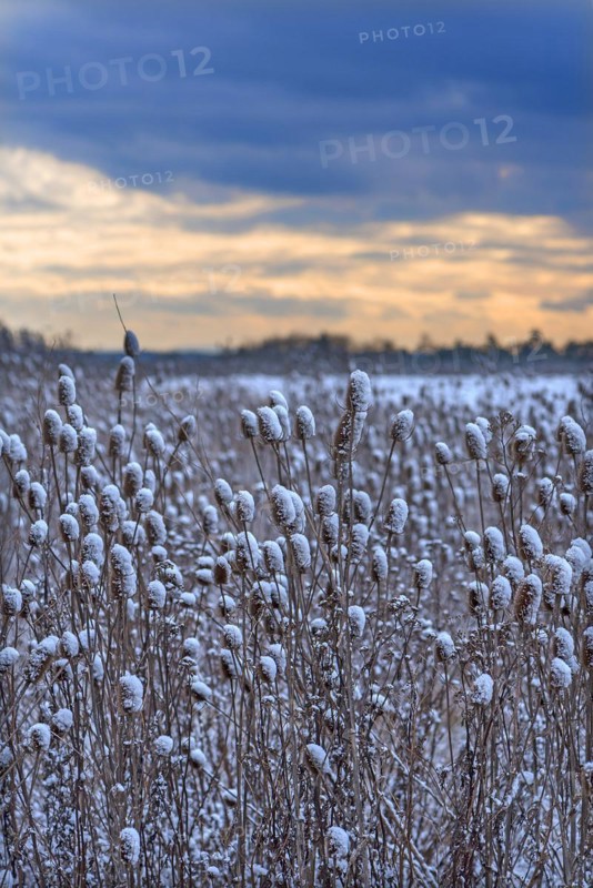 Field of wild teasel