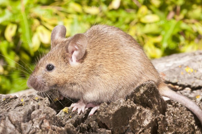 House mouse