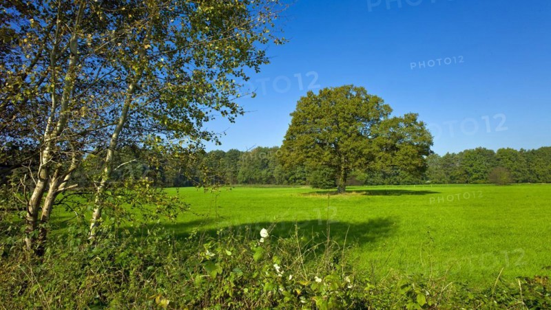 English oak