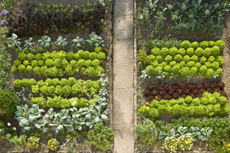 Vegetable garden