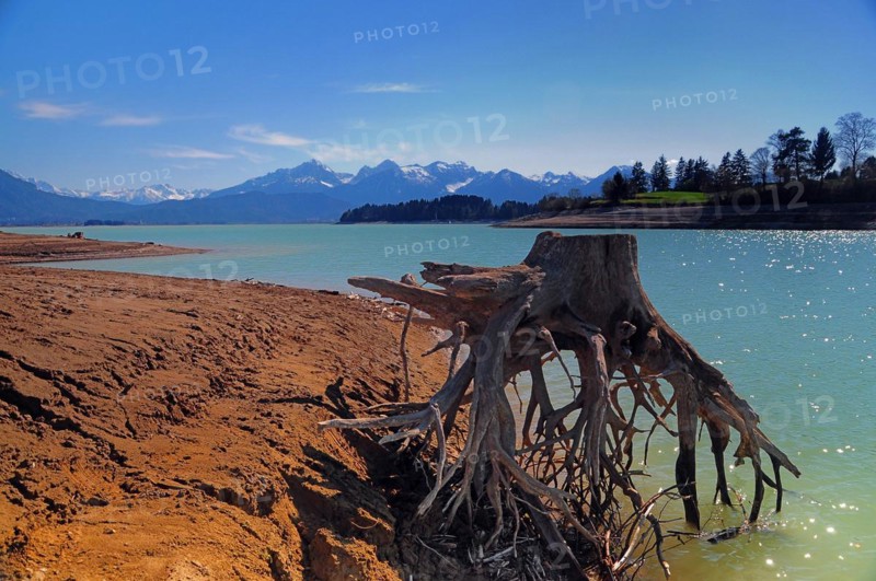 Rootstock on the shore of Lake Forrgen