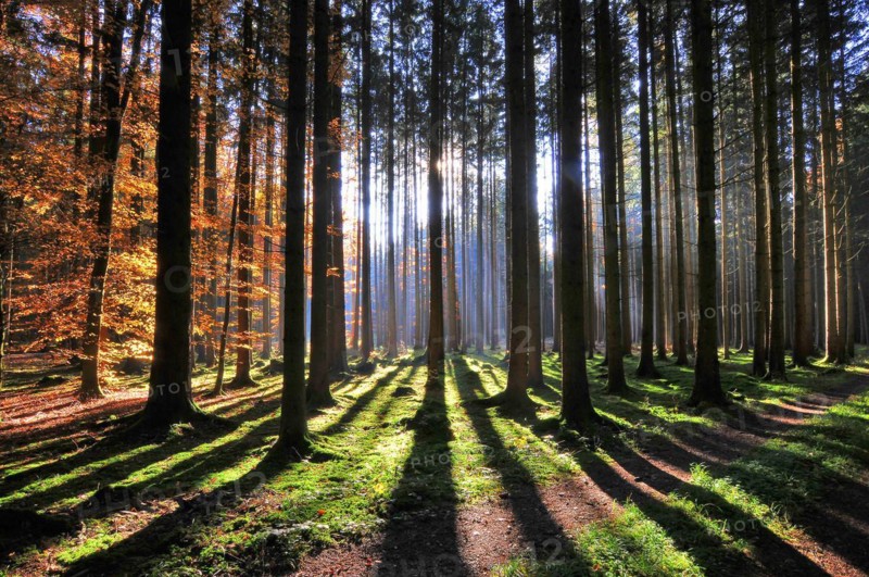 High forest in autumn with backlight