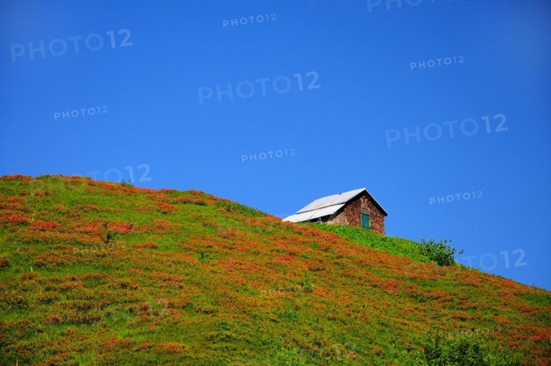 Hairy alpenrose
