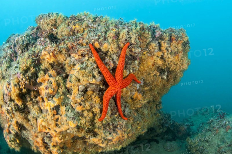 Red starfish