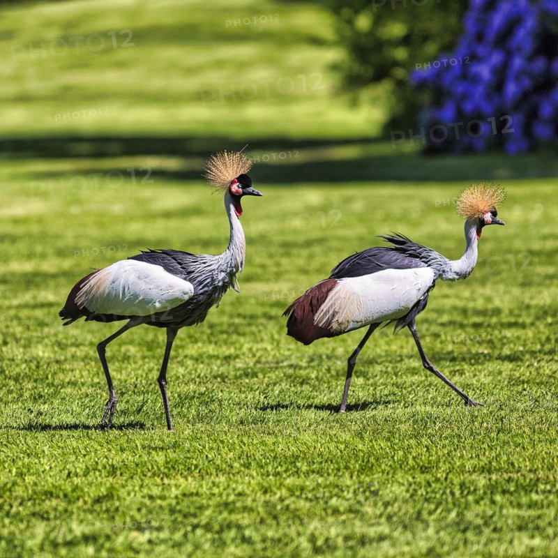Grey gray crowned-crane