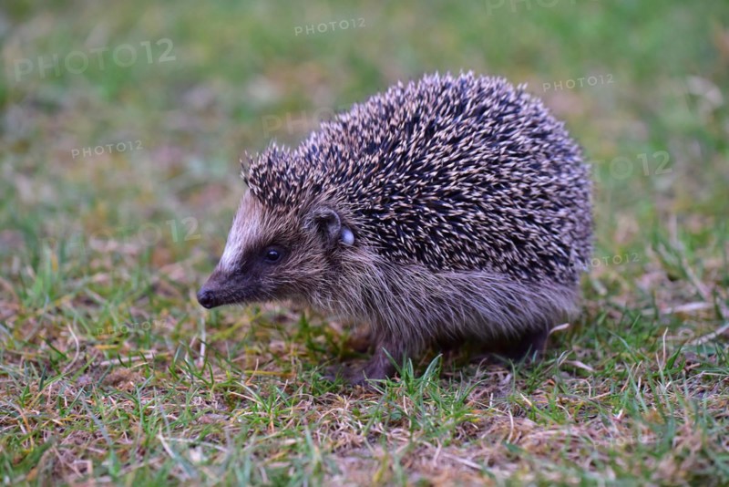 Hedgehog
