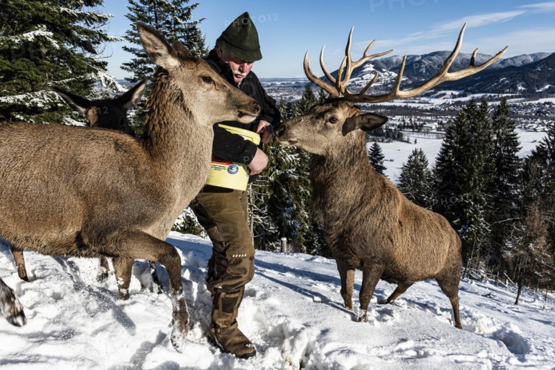 Deer