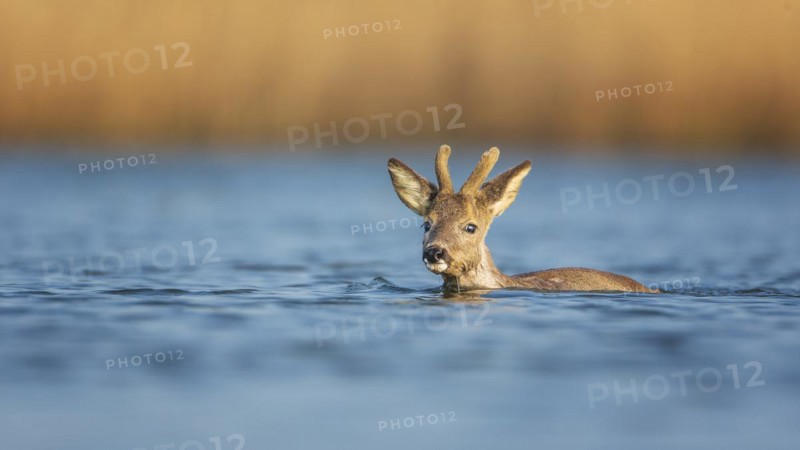 European roe deer