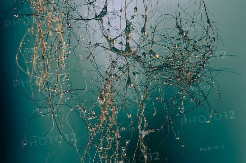 Water drops on hair