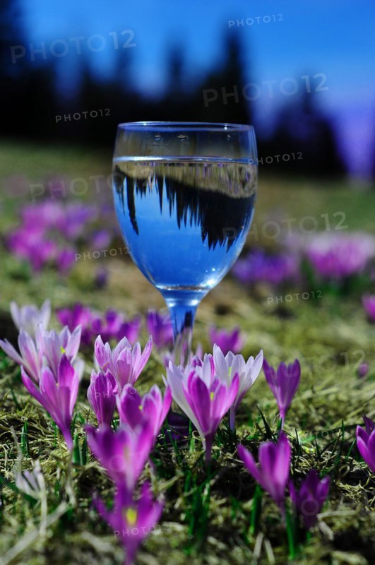 White spring crocus