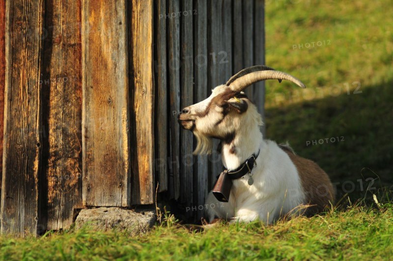 Goat lying in the sun