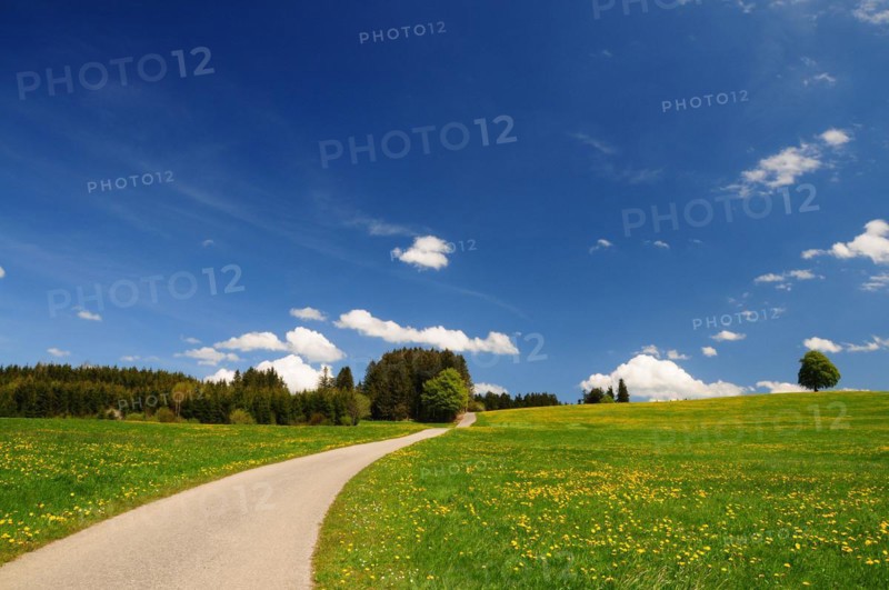 Spring meadow with dandelion and road