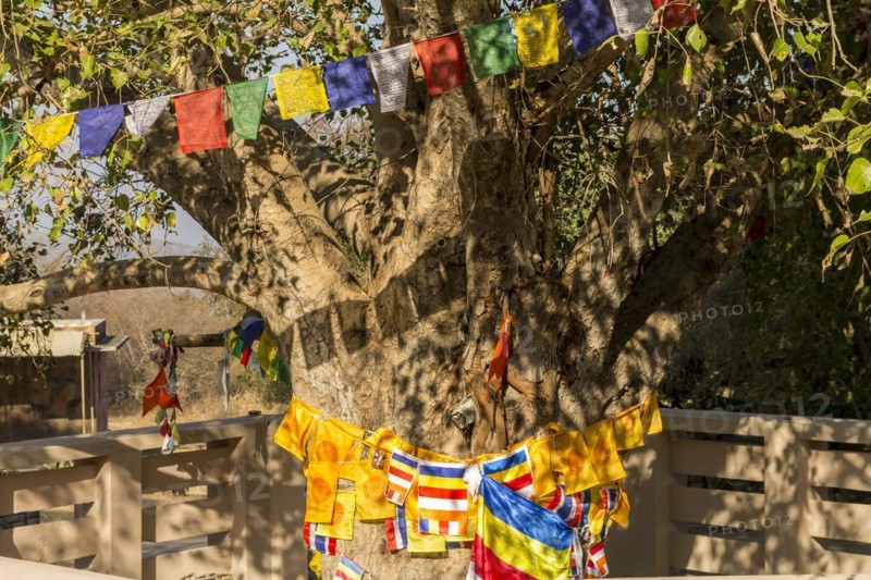 Sacred fig