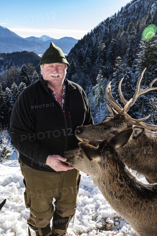 Deer on the Reiseralm near Lenggries with host Alois Oswald