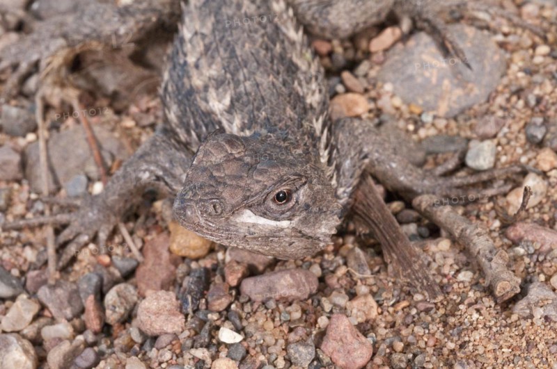 Texas spiny lizard