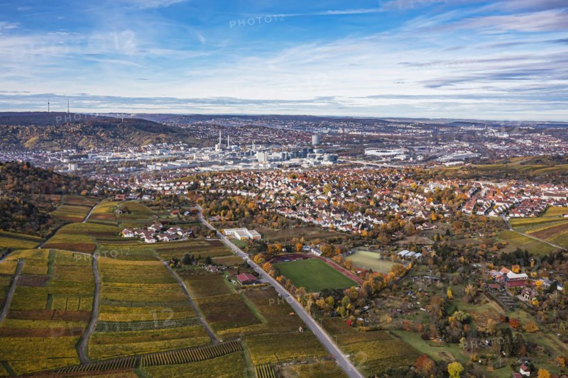 Vineyard in autumn