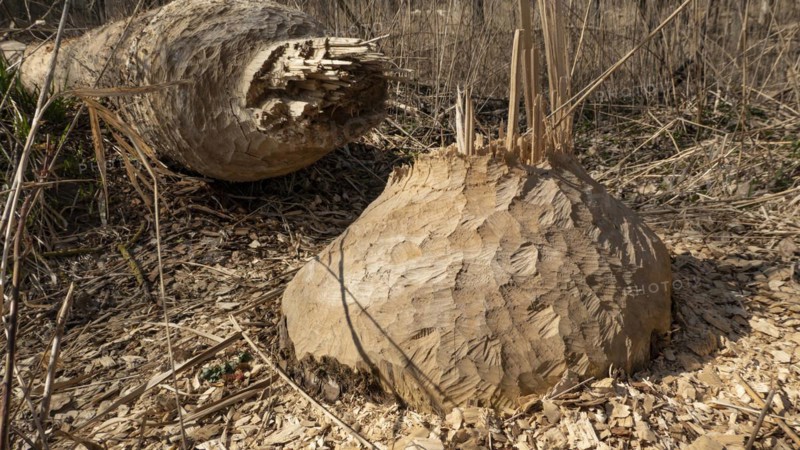 A tree felled by a beaver in a floodplain forest on the Danube