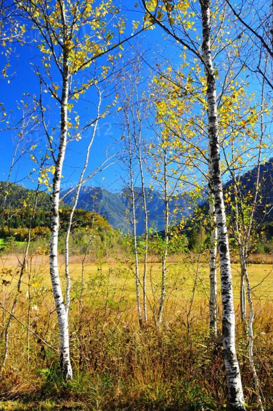 Birches