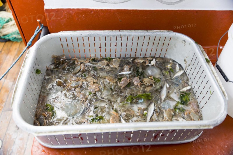 Bycatch on a crab cutter