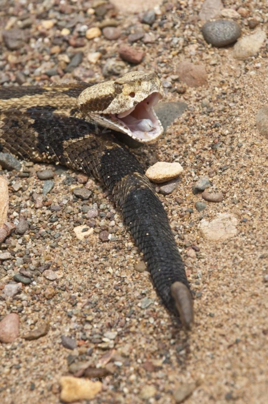 Canebrake