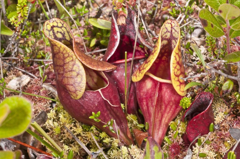 Pitcher plant