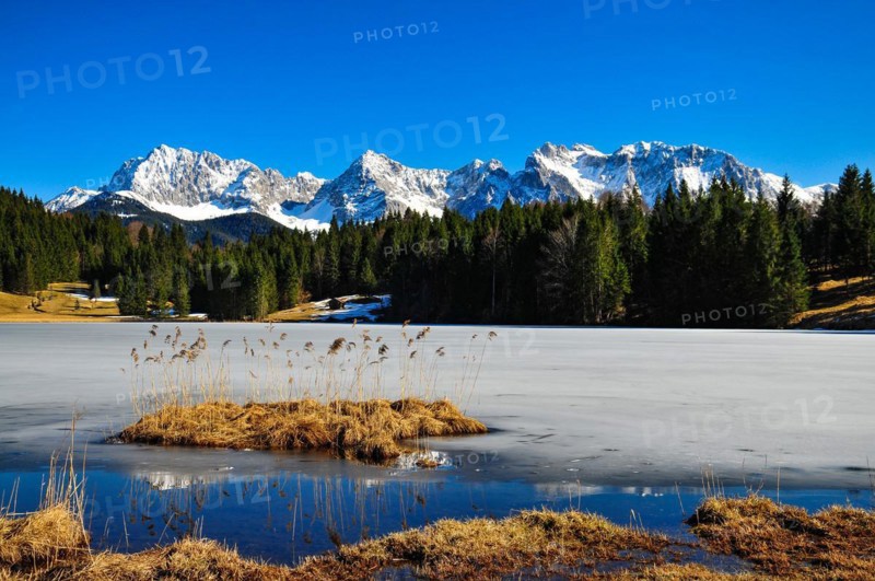 Reed island in the frozen Geroldsee lake in Upper Bavaria