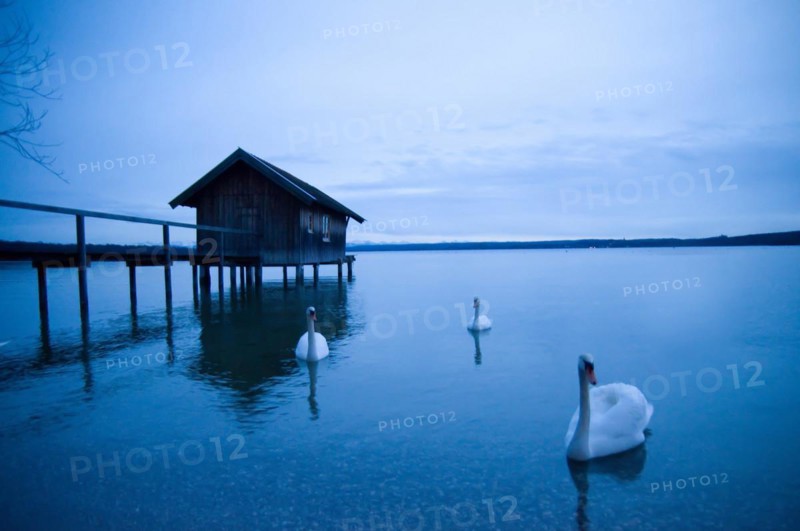 Boathouse and Swans