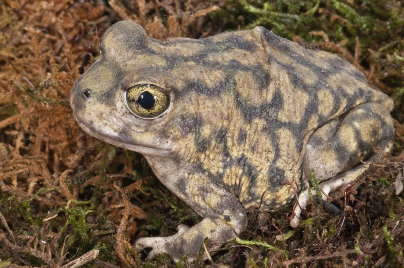 Couchs spadefoot toad