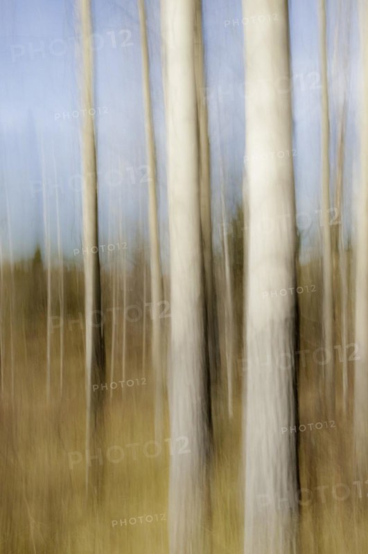Motion blur of Quaking Aspen