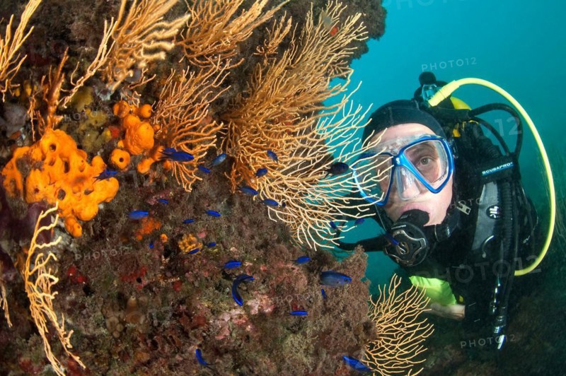 Yellow gorgonian