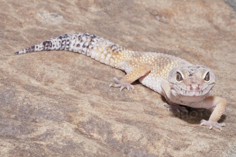 Leopard gecko
