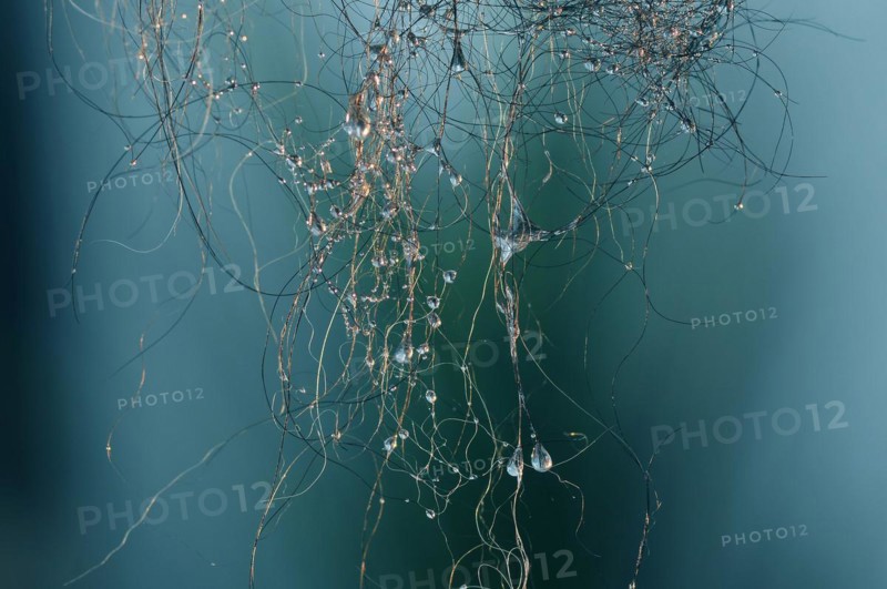 Water drops on hair
