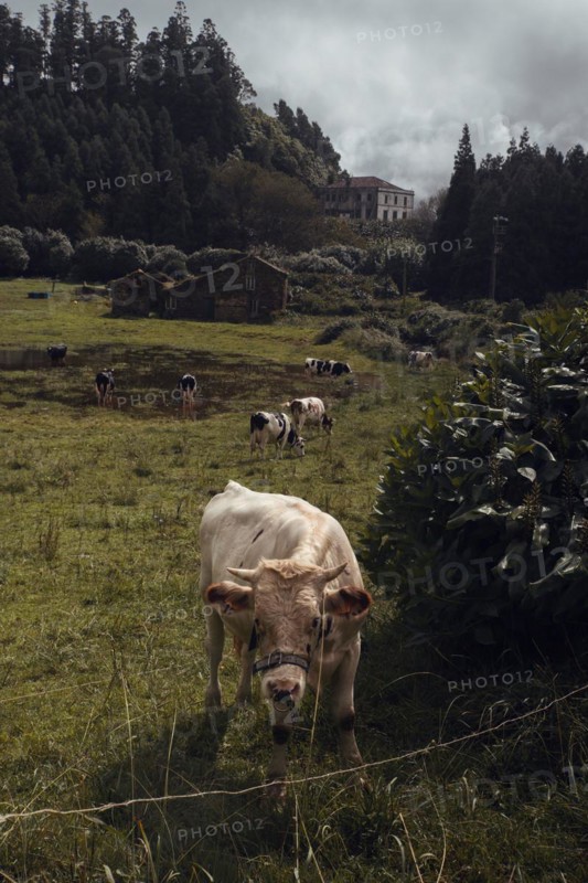 Sete Cidades Loop