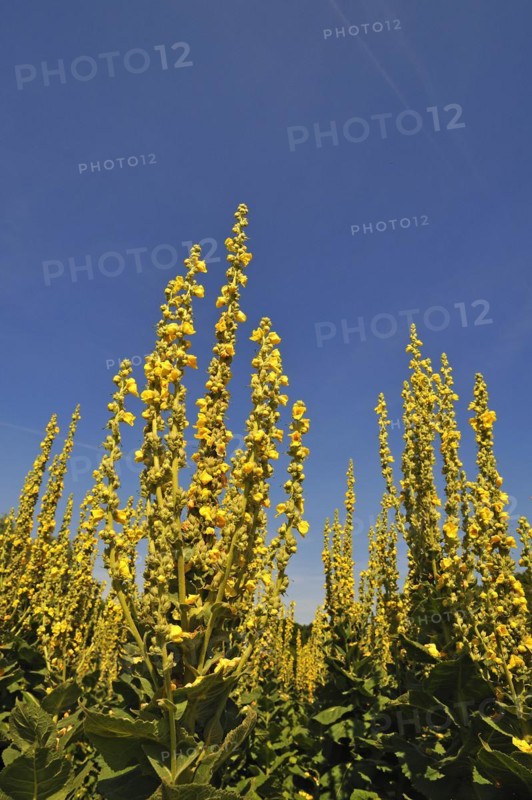 Dense-flowered mullein