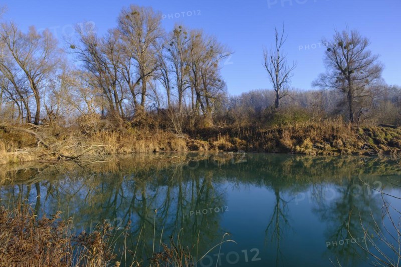Riparian forests