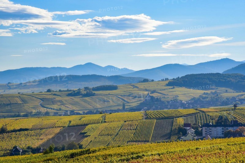 View of the vineyards of Ribeauville and Hunawihr on the Alsace Wine Route in the Haut-Rhin departement