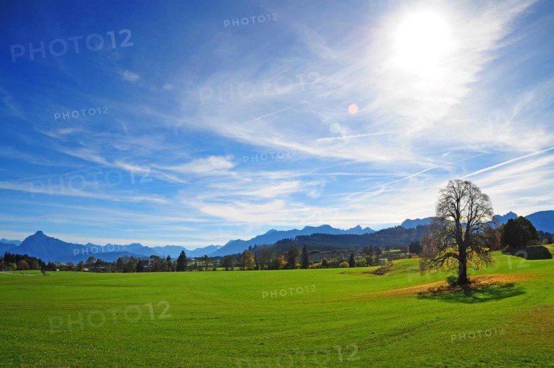 Linden