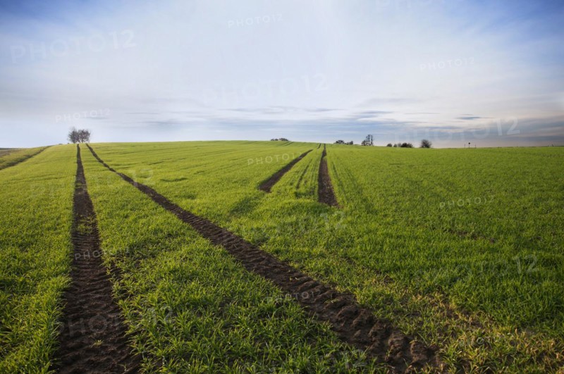 Grain field with winter sowing west of Augsburg
