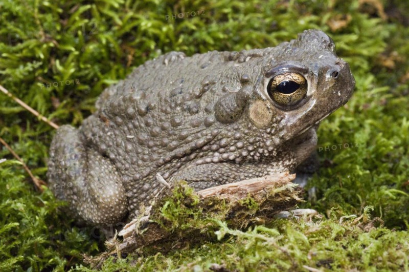 The Texas toad